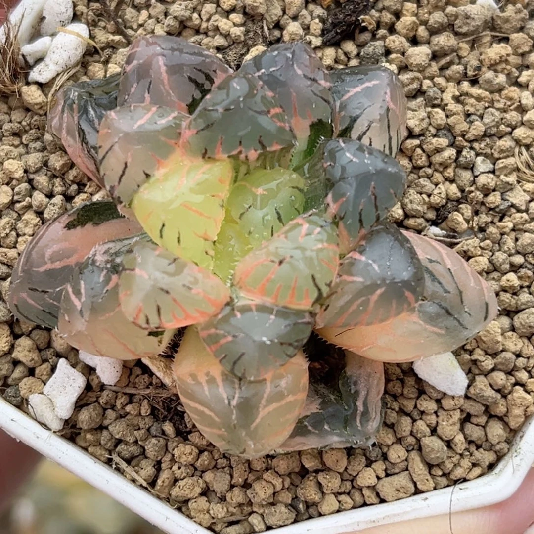 66紫罗兰玉露锦十二卷多肉
