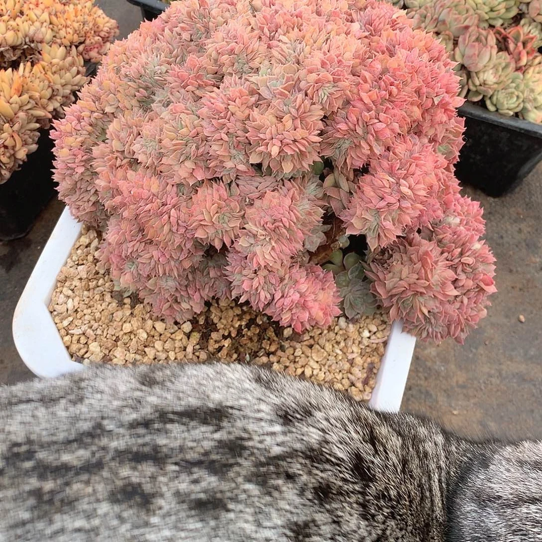 898 一物一拍多肉