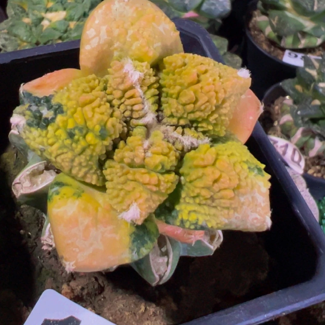 无花朵福利龟甲牡丹锦135