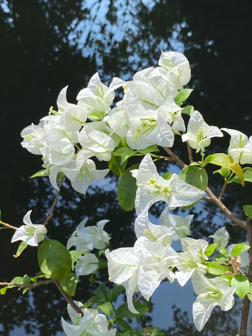 白雪公主三角梅盆栽四季开花耐热好养适合庭院阳台