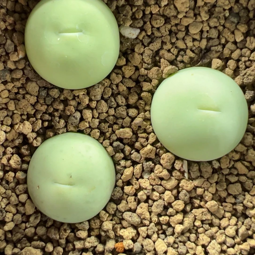 量拍鸽子蛋一颗，尺寸1.5左右