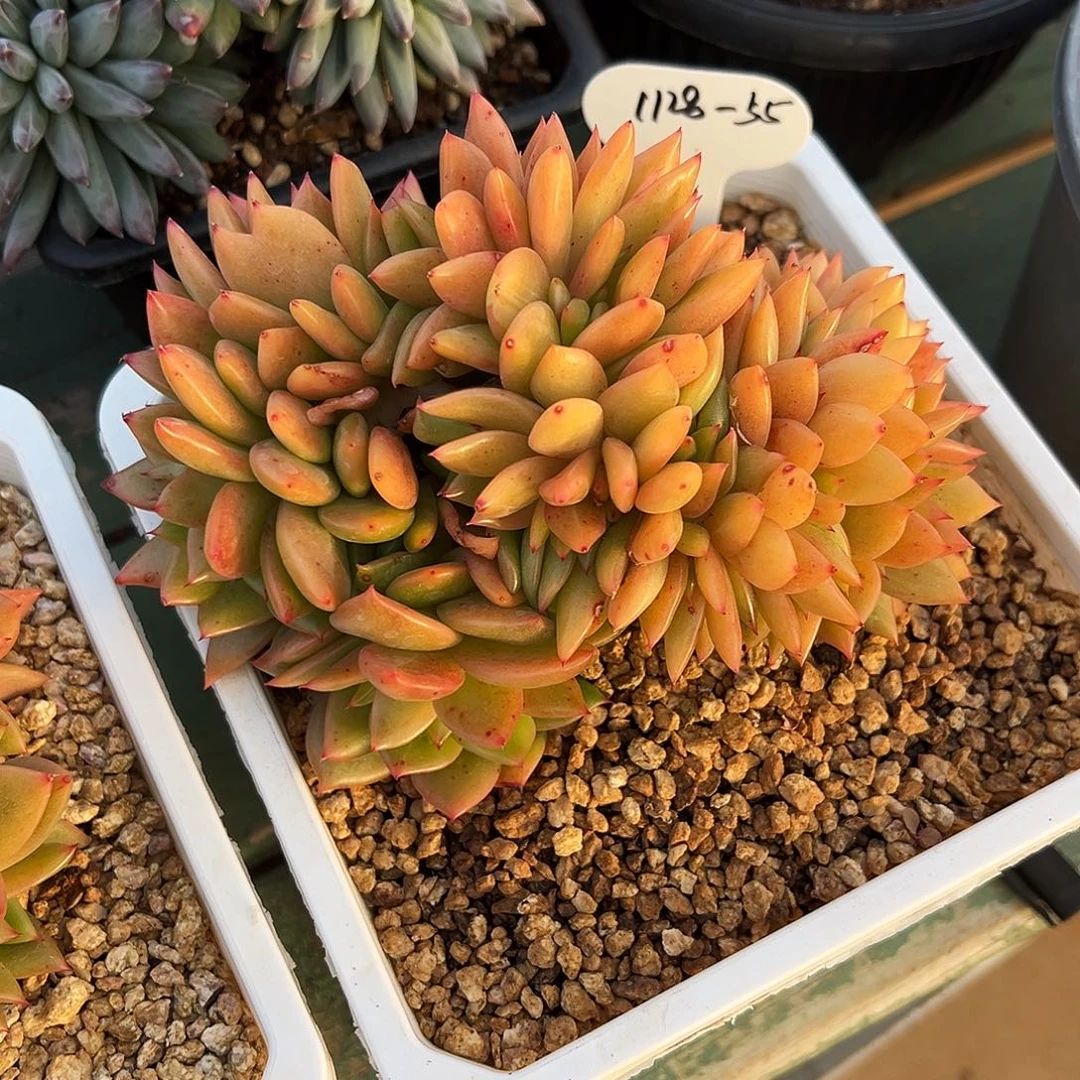 *****1128-55tinggo缀化