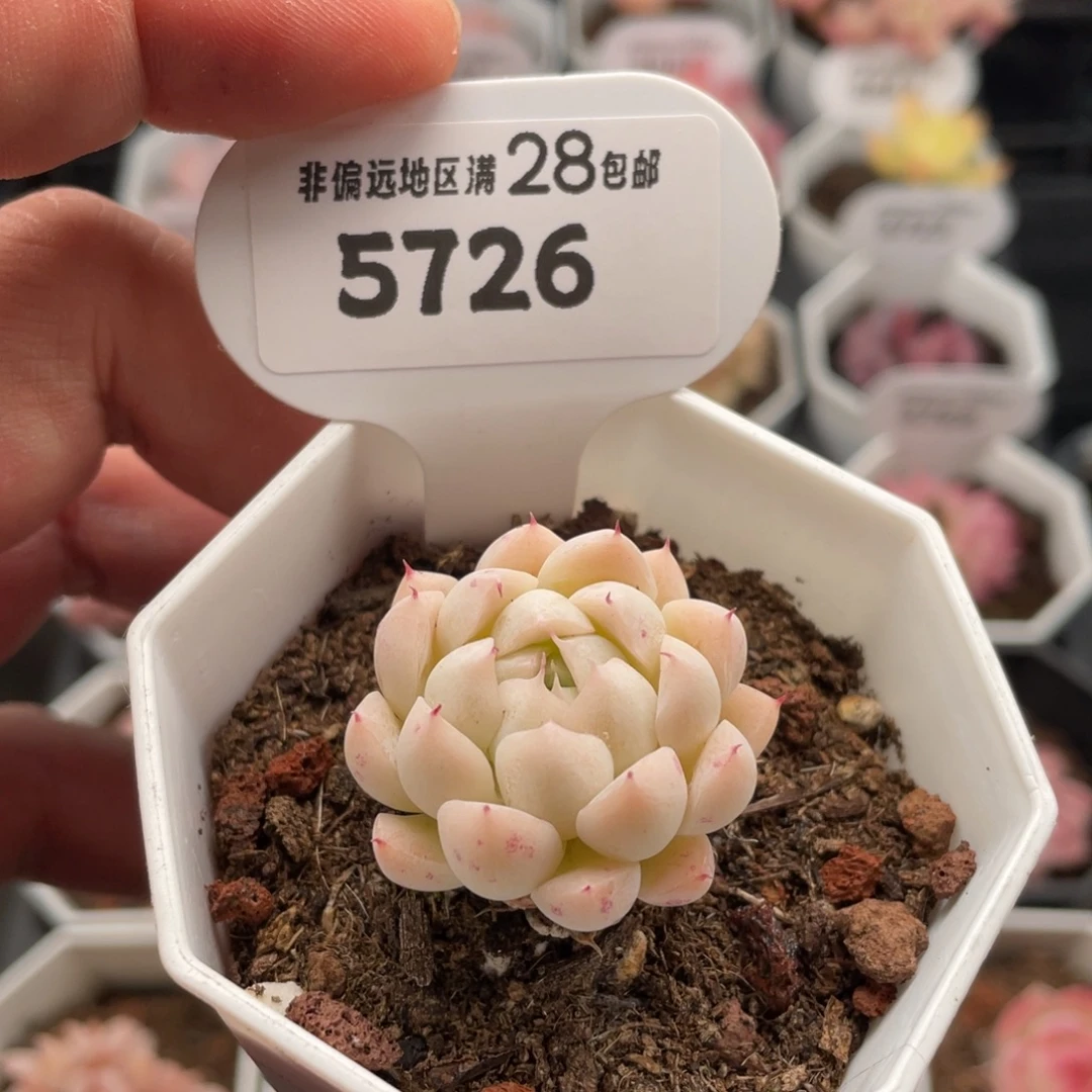 多肉雨果5726-3.5厘米