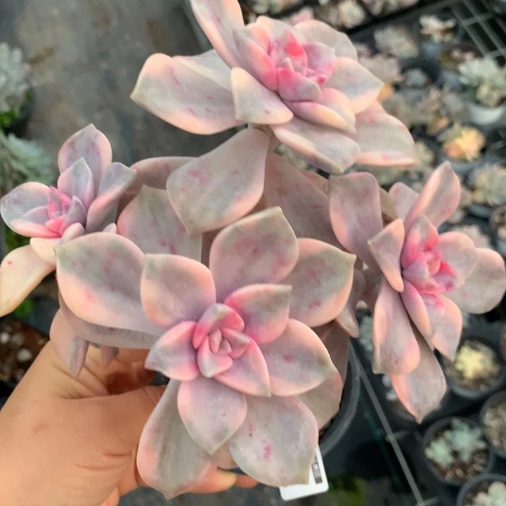无花朵紫乐锦多肉植物