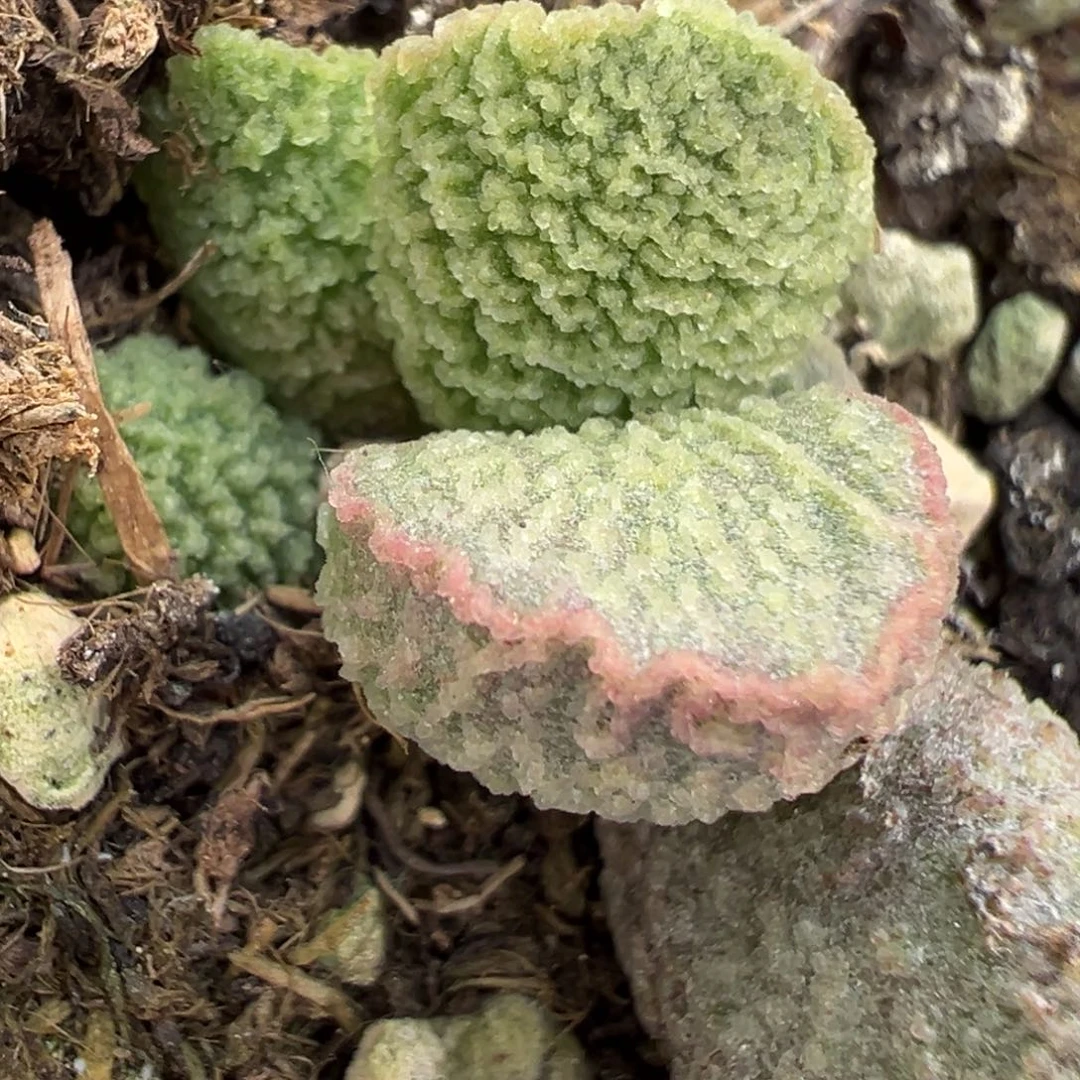 实生新品多肉植物水泡多肉植物
