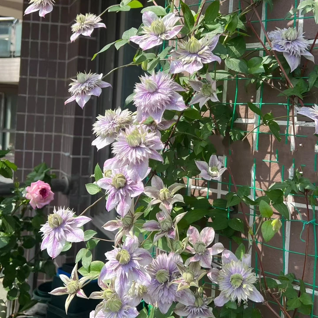 铁线莲F系水面妖精耐热爬藤