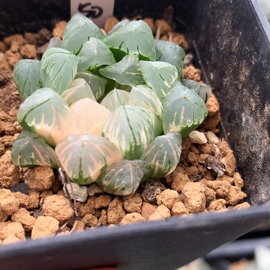 狄原玉露，一物一拍，