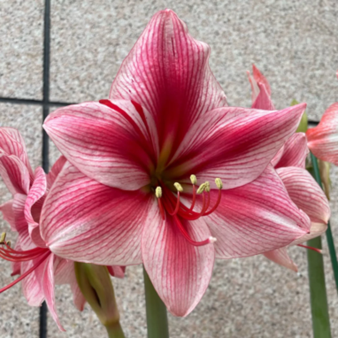 【花瓶】朱顶红重瓣基地自然球