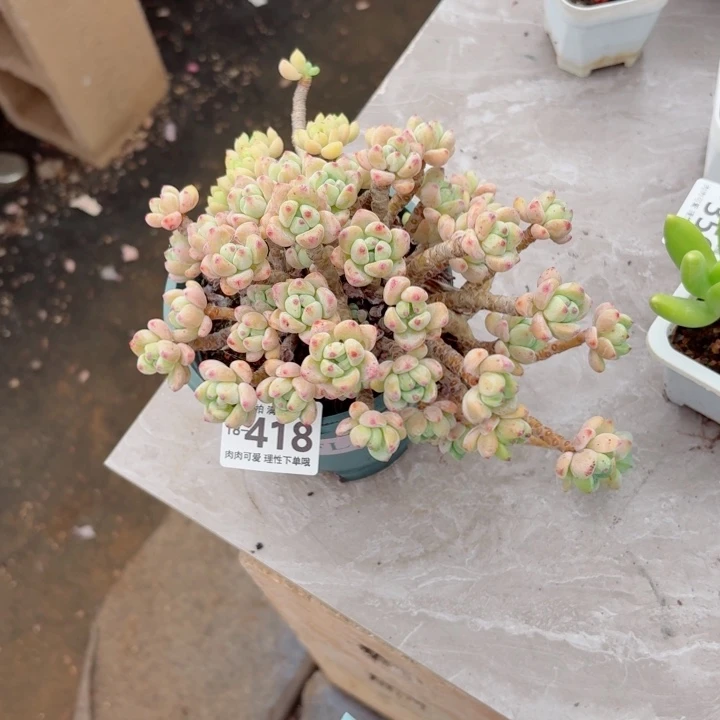 樱花罗琦无盆土发货多肉多