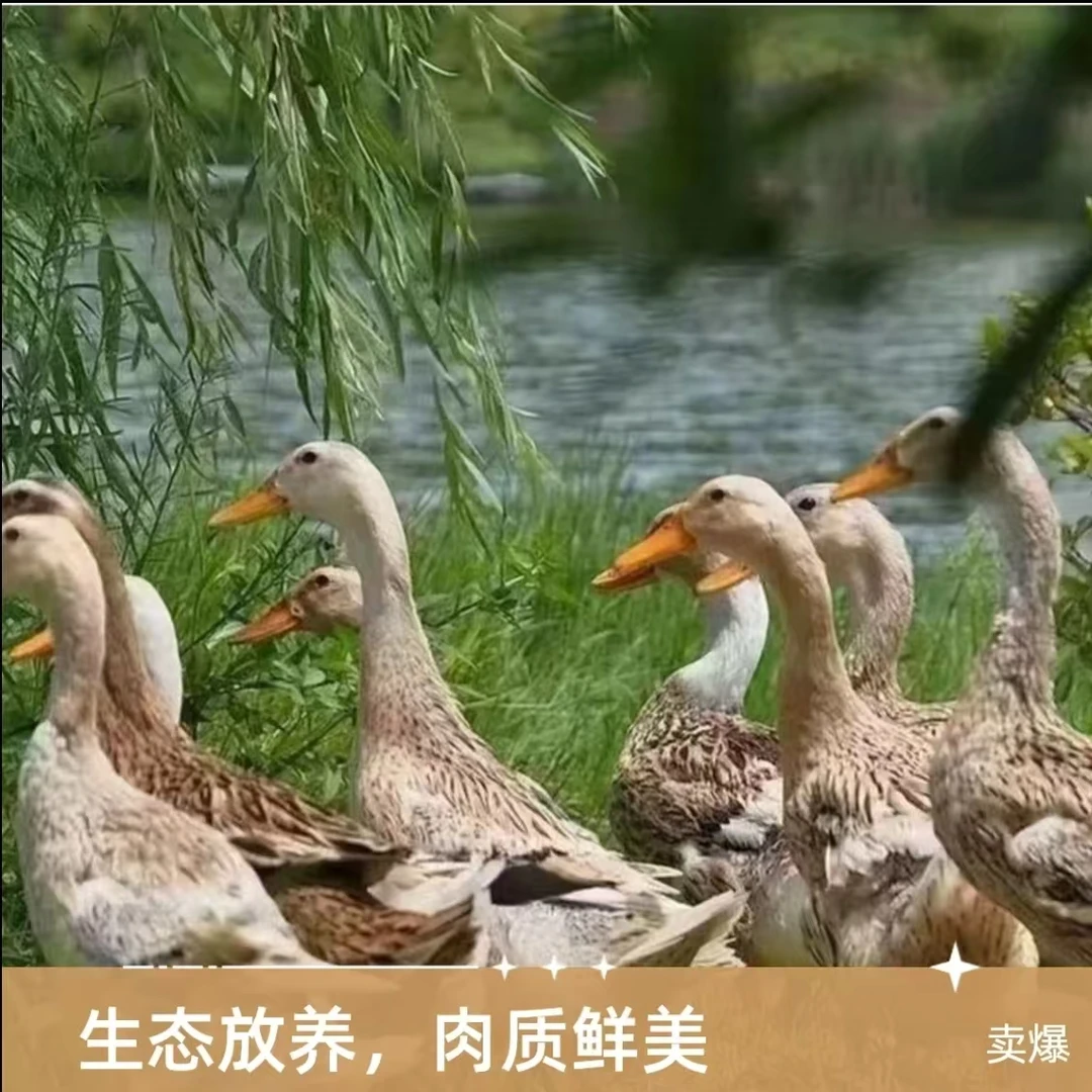 【赠一只】到手3只农村鸭顺丰农村散养鸭现宰锁鲜顺丰无爪翅内脏