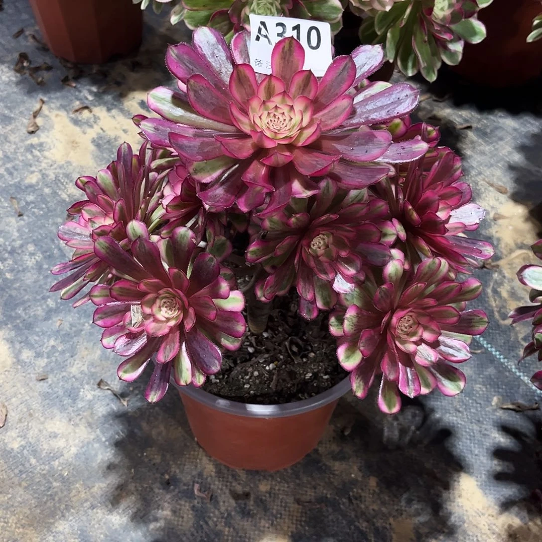 多肉植物白月光310多肉