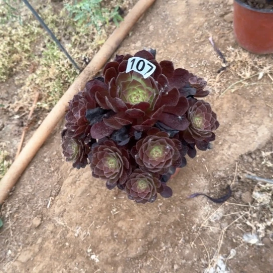 无花朵艳莲朵朵107号不包断枝