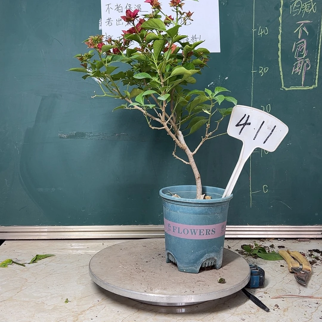 完全开放佩德罗411