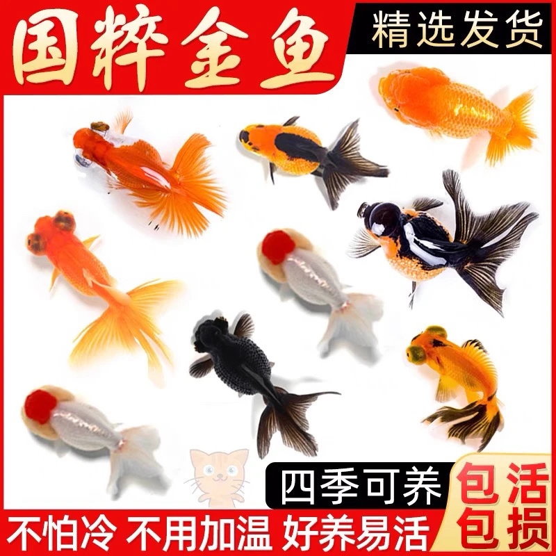 精品国粹小金鱼  3-5公分好养包邮到家，到手17条颜色随机不指定