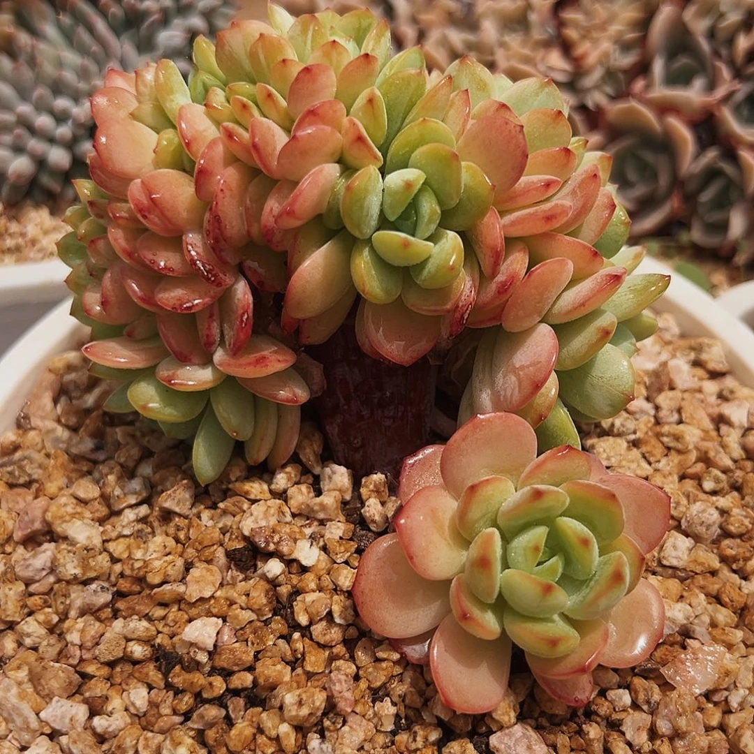 7-21-13精控傲霜缀化