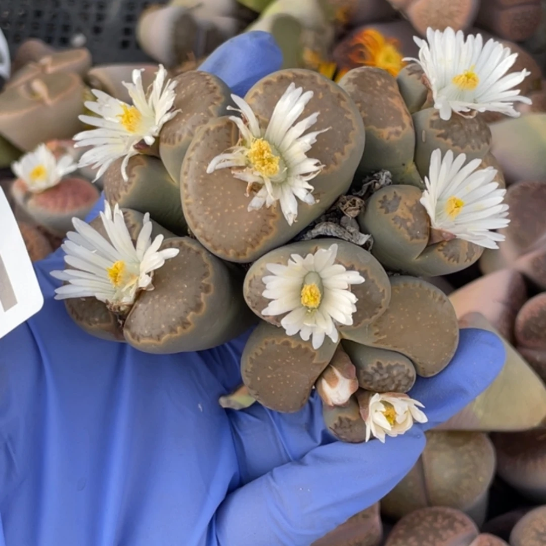 非偏远满20包邮501