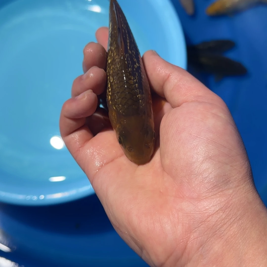 绯***孩海水鱼大日银鳞黄猿