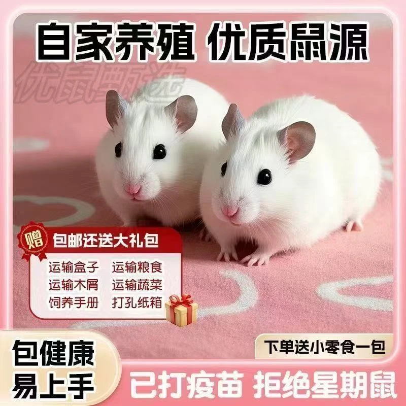 小仓鼠家养温顺宠物银狐布丁三线紫仓奶茶长毛熊金丝熊情侣幼崽