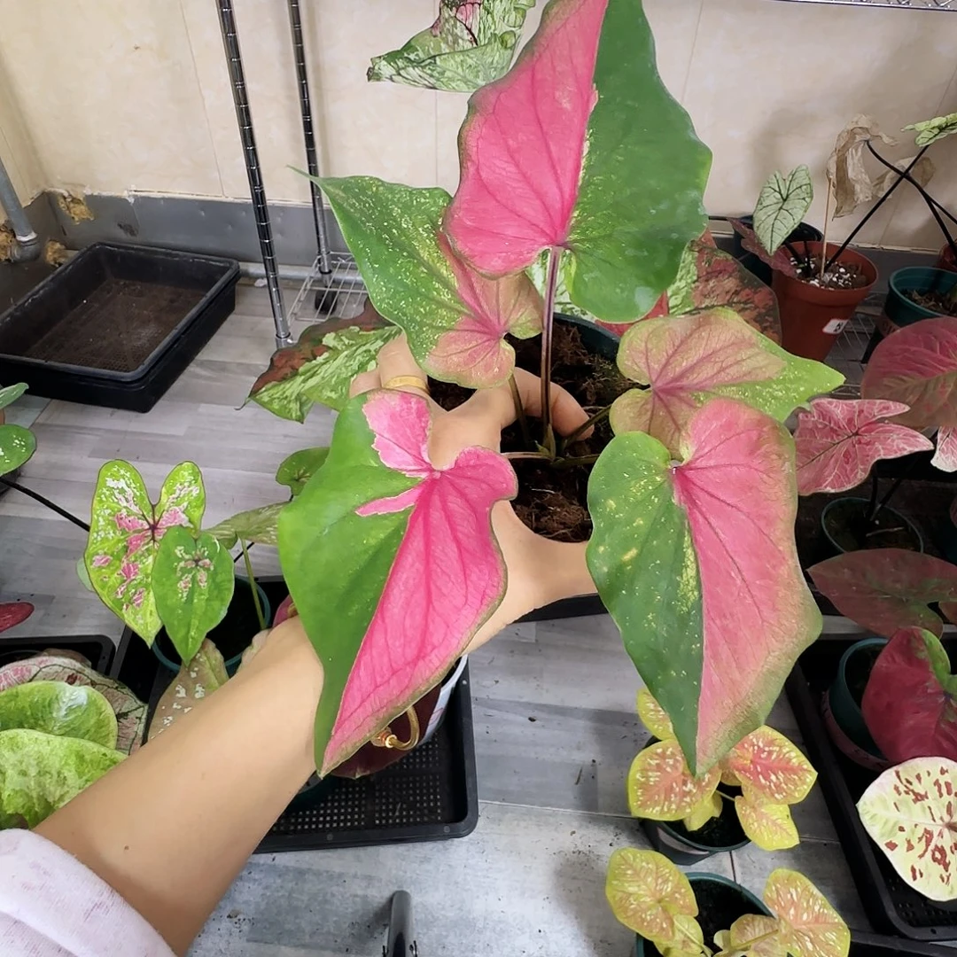 完全开放     41双色花