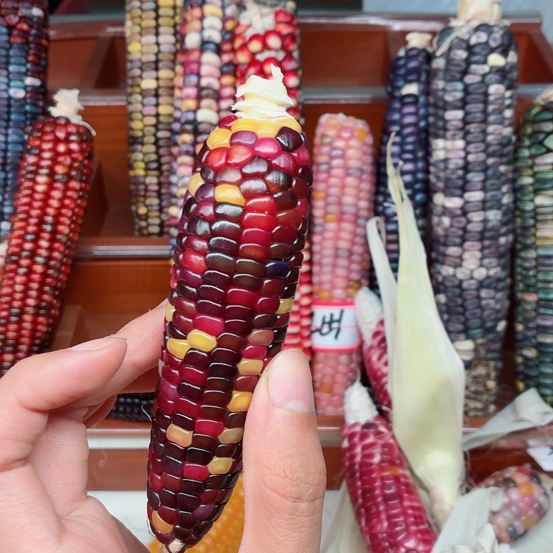 瑾***佳白玉菩提吊坠文玩玉米毛料精品