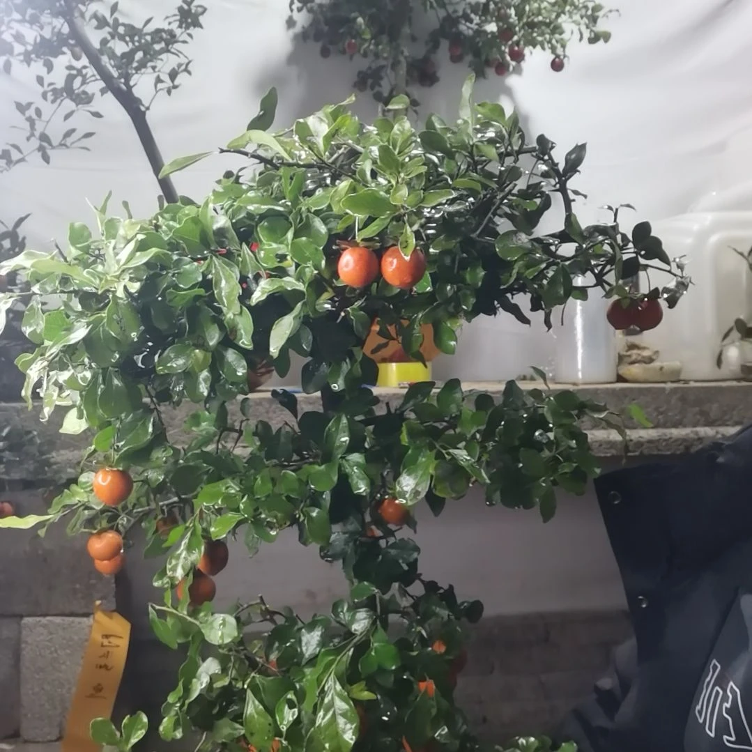 金弹子四季常青不落叶开花结果