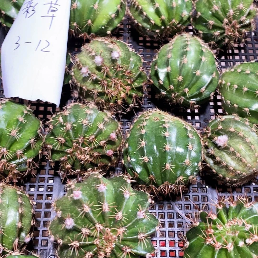 彩3-12歪侧芽瑕疵