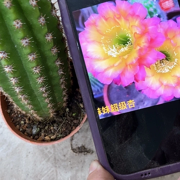 妹妹仙人球，257899