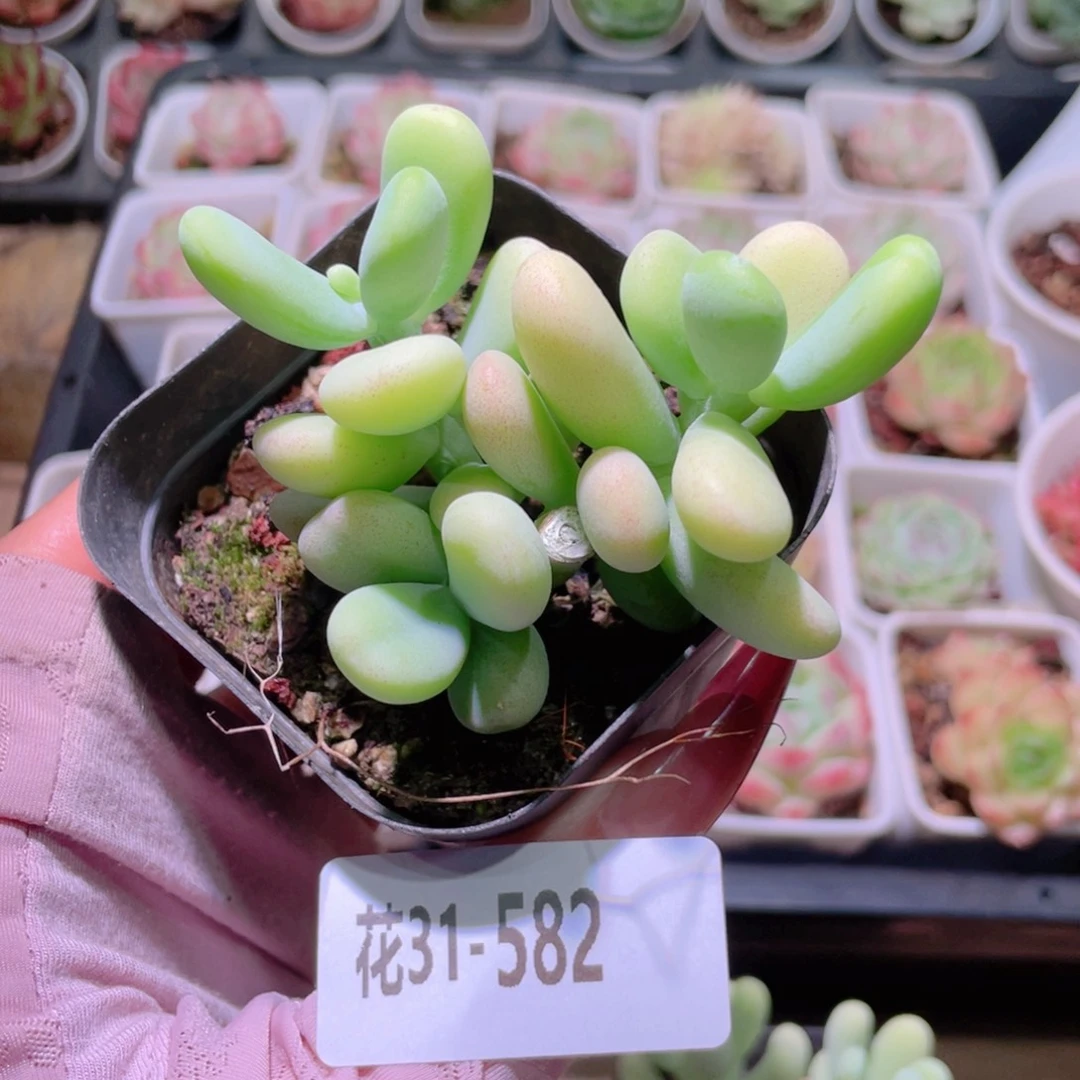 花利美31-582香蕉美人