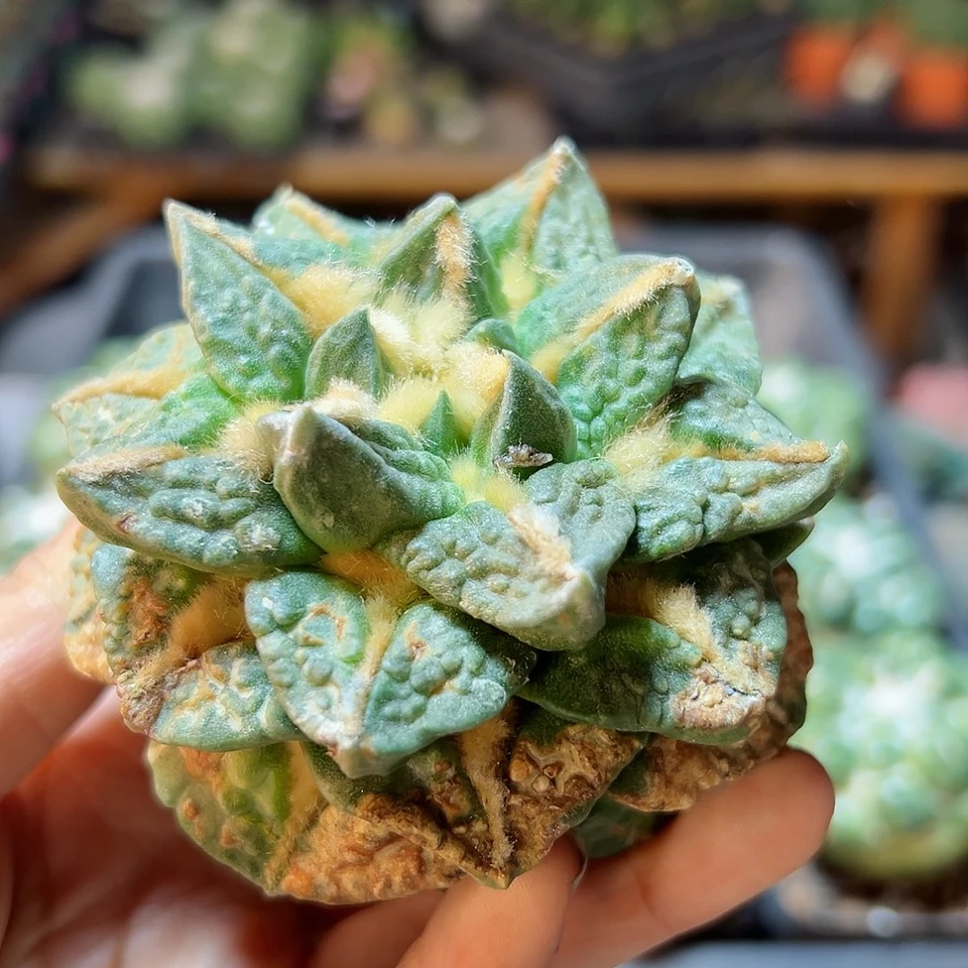 18号苗接无根龙爪怒7.8公分