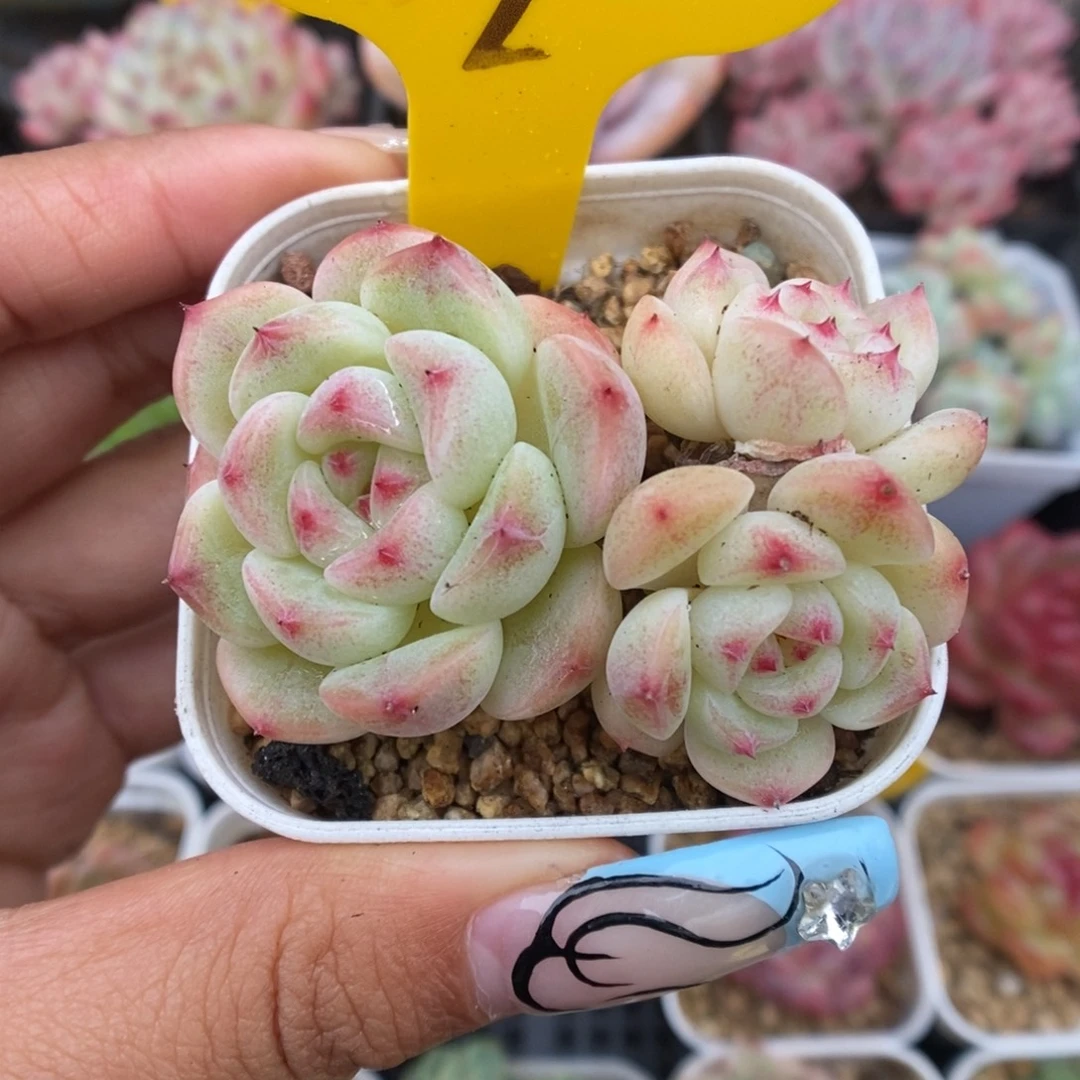 蜜糖甜心619号。