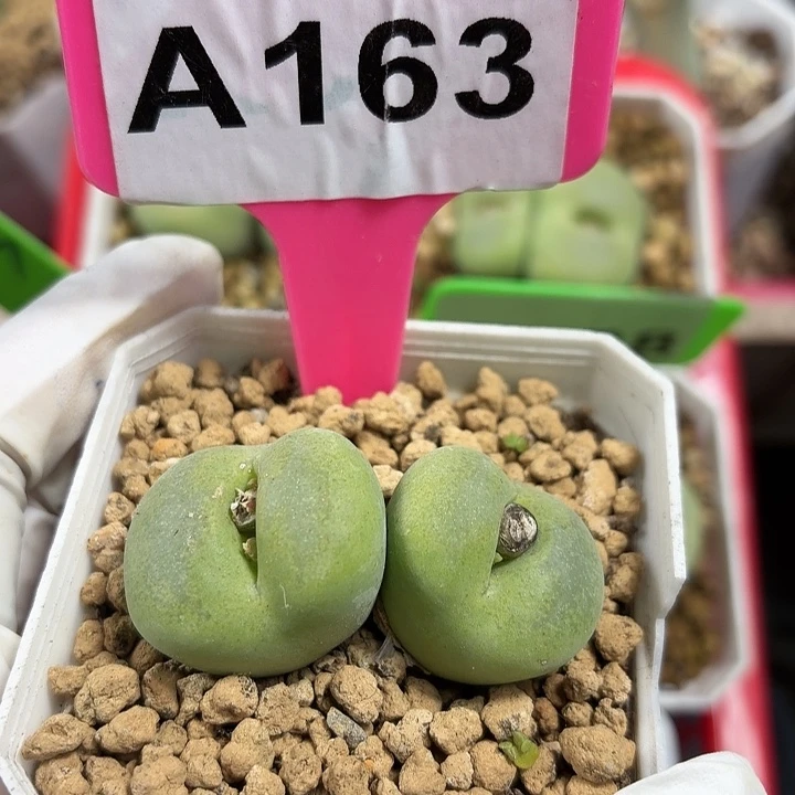 欧****163mmmmmmmmmmmmjjj