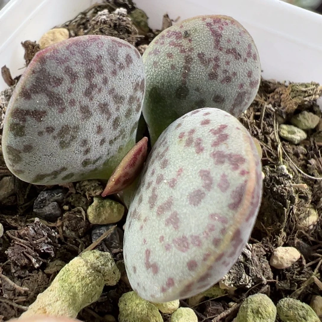 w花蛋多肉植物水泡
