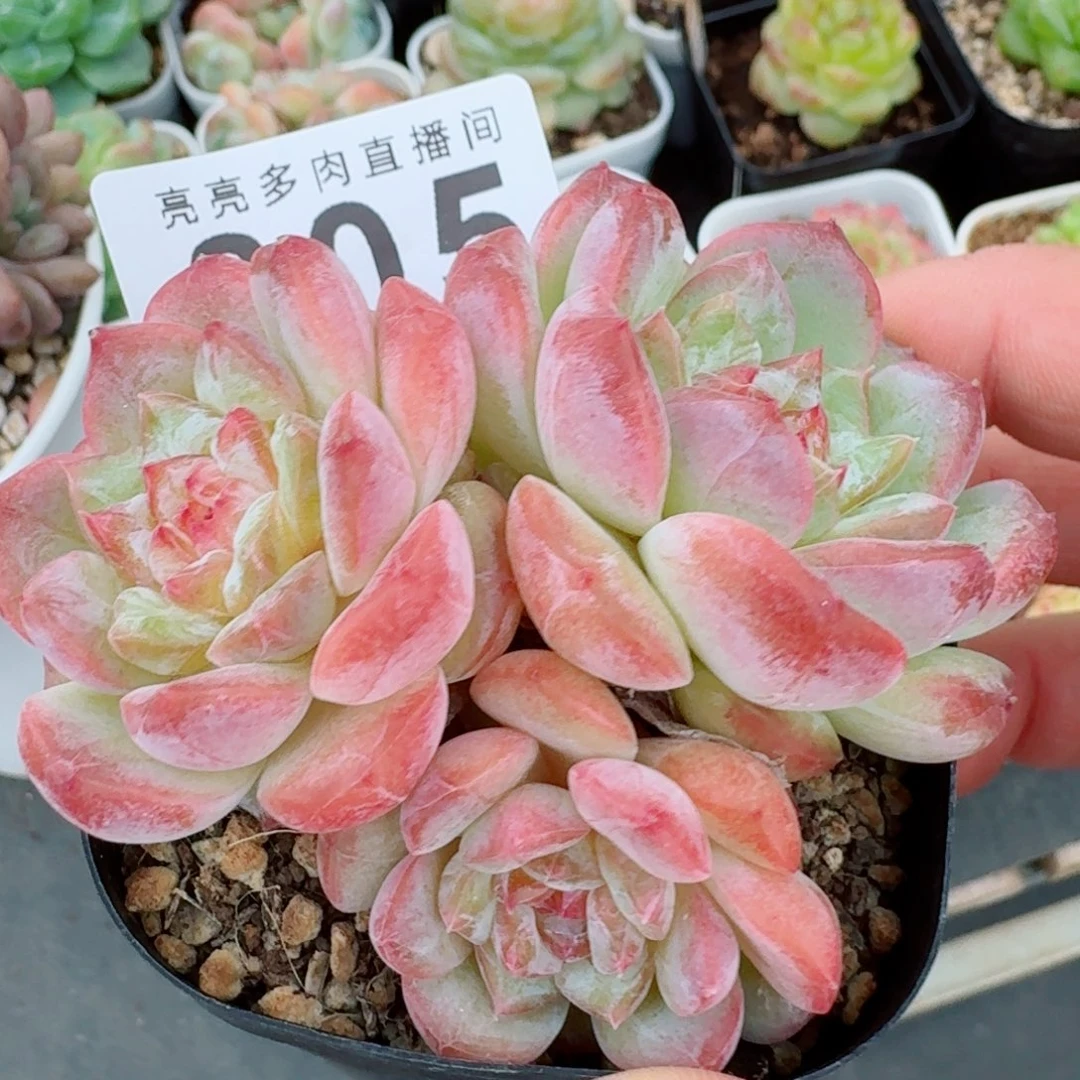 糖钻            精美多肉植物