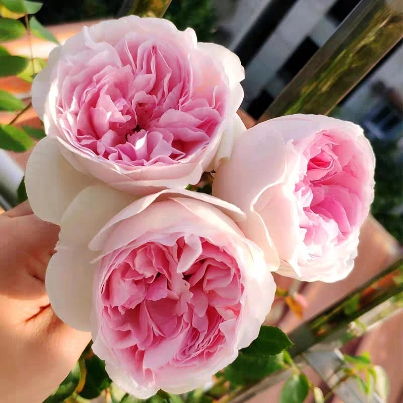 伊芙乙女心月季花苗新品伊芙日月适合盆栽地栽伊芙系列丰花月季