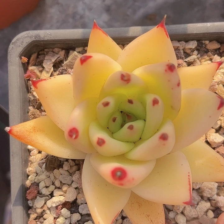 黄皮乌木0902多肉植物