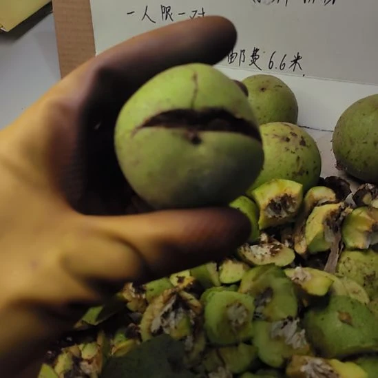 文玩核桃把件三角白