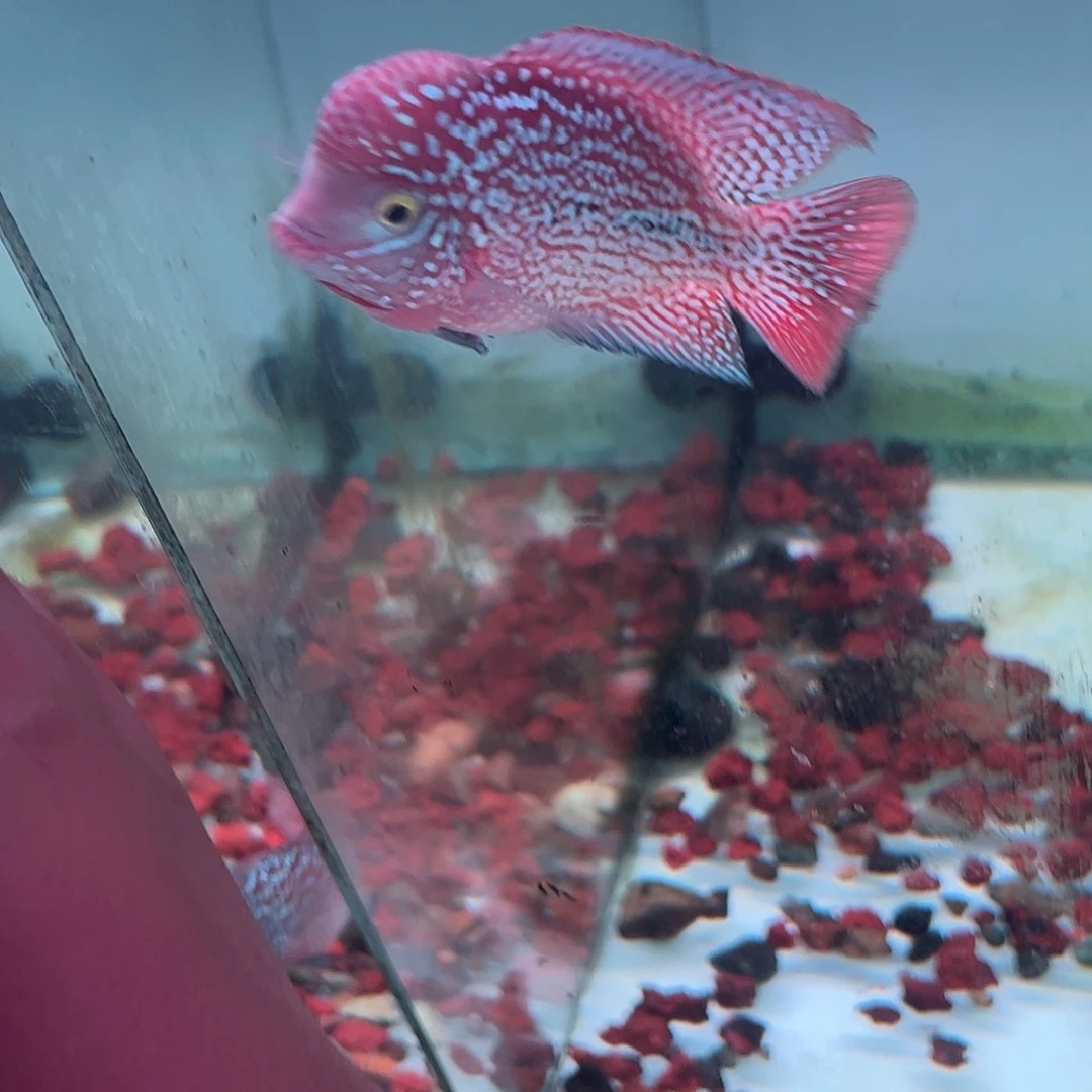 海水鱼F1古典幻彩罗汉观赏鱼