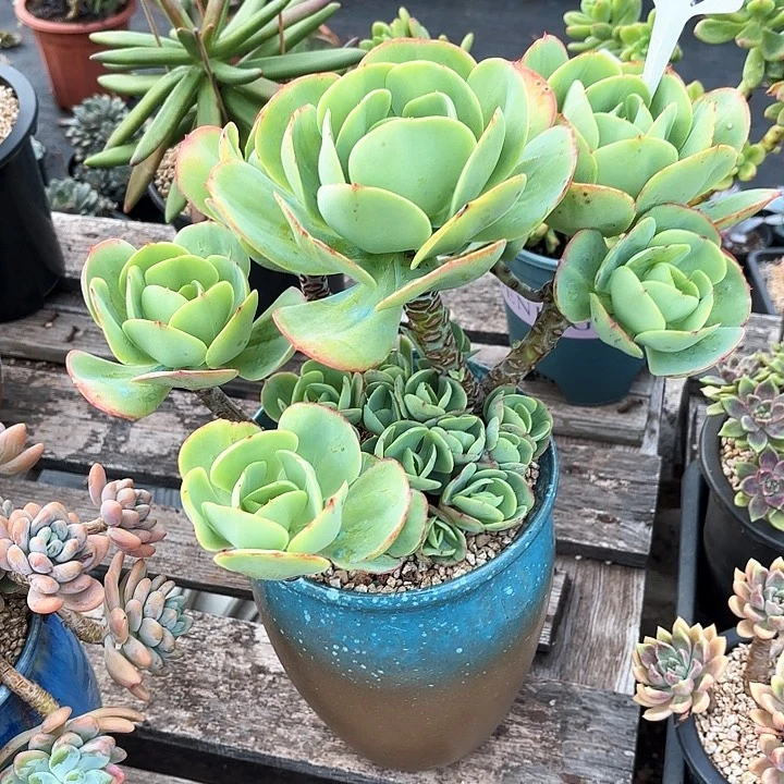 多肉植物，鸡蛋碧桃17号