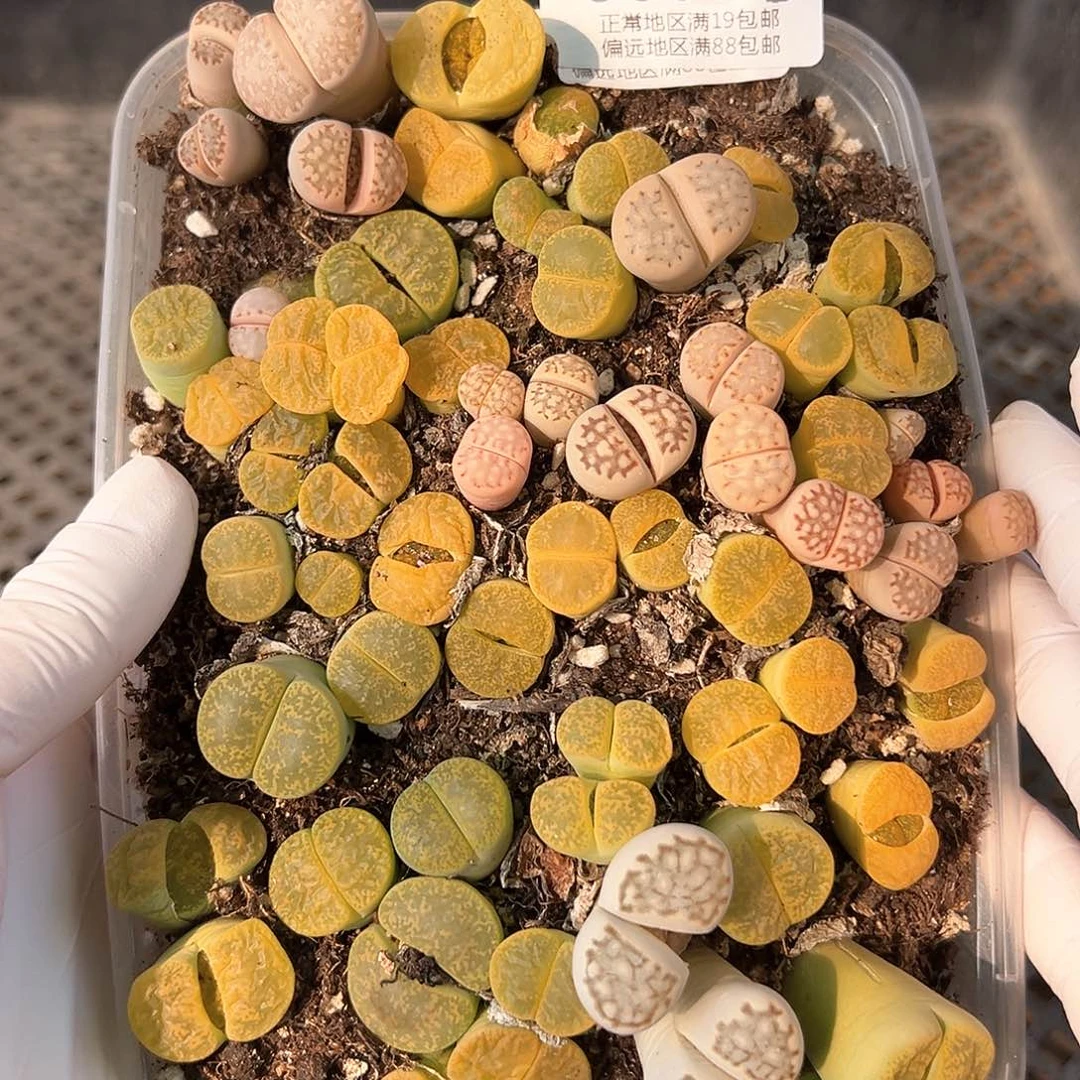 好养易活生石花大母本9066