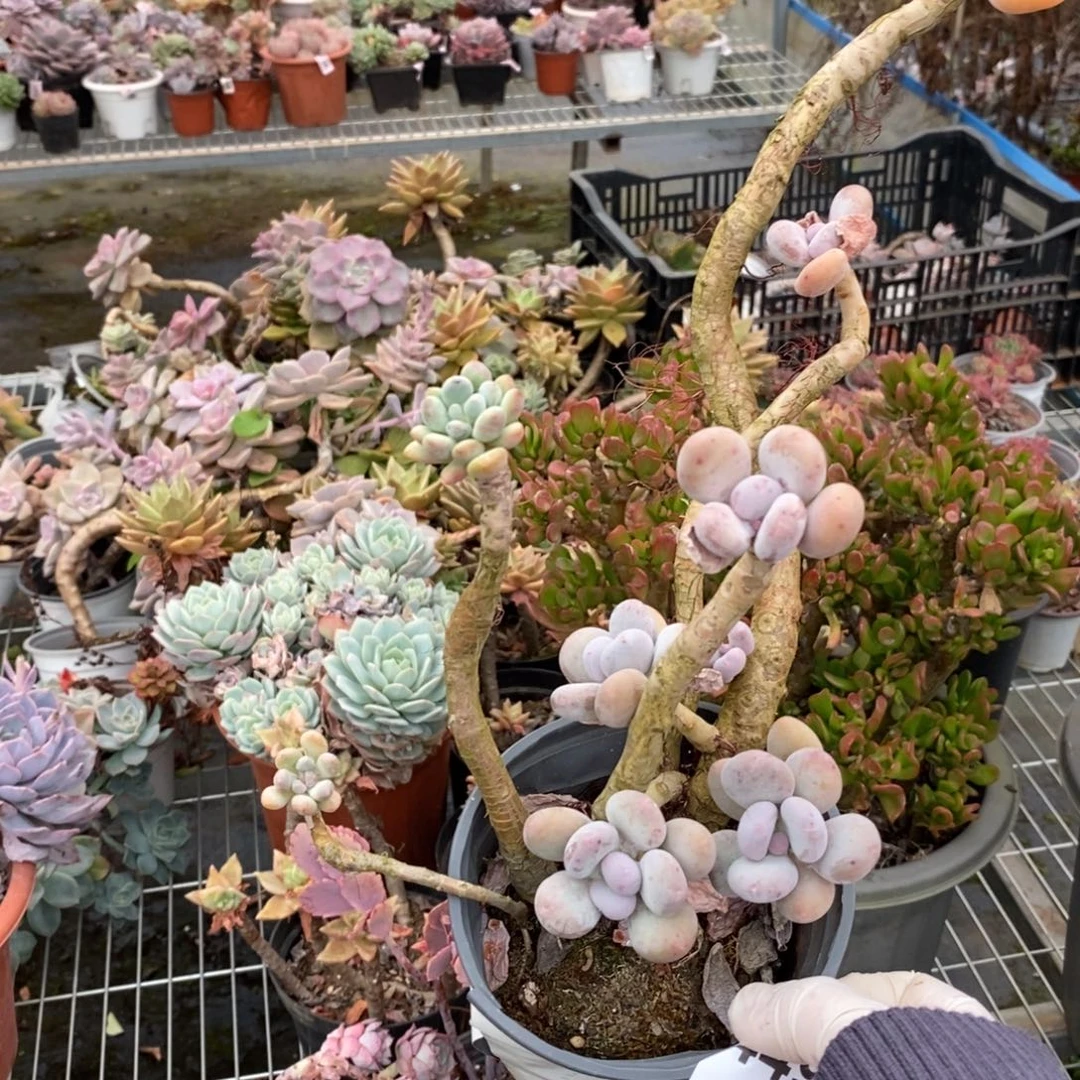 ୧***头4496橙雪球一物一拍