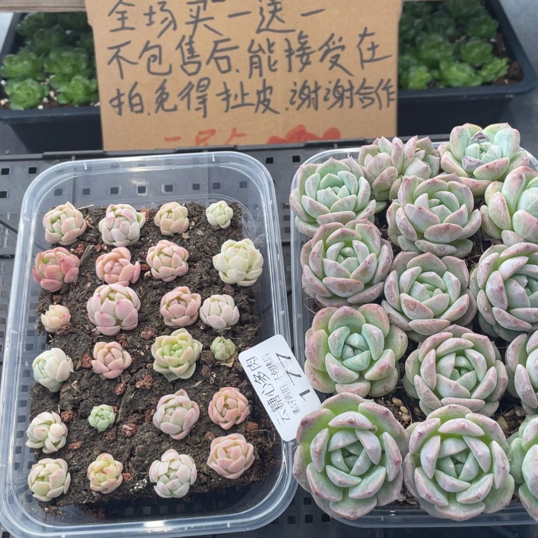 云糖心多肉植物177