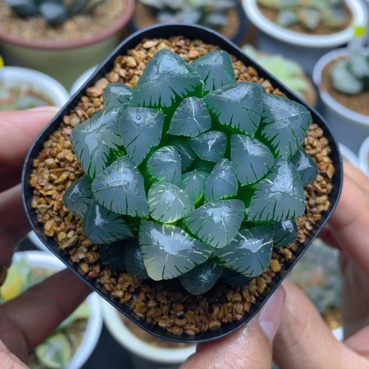 实生玉露锦十二卷