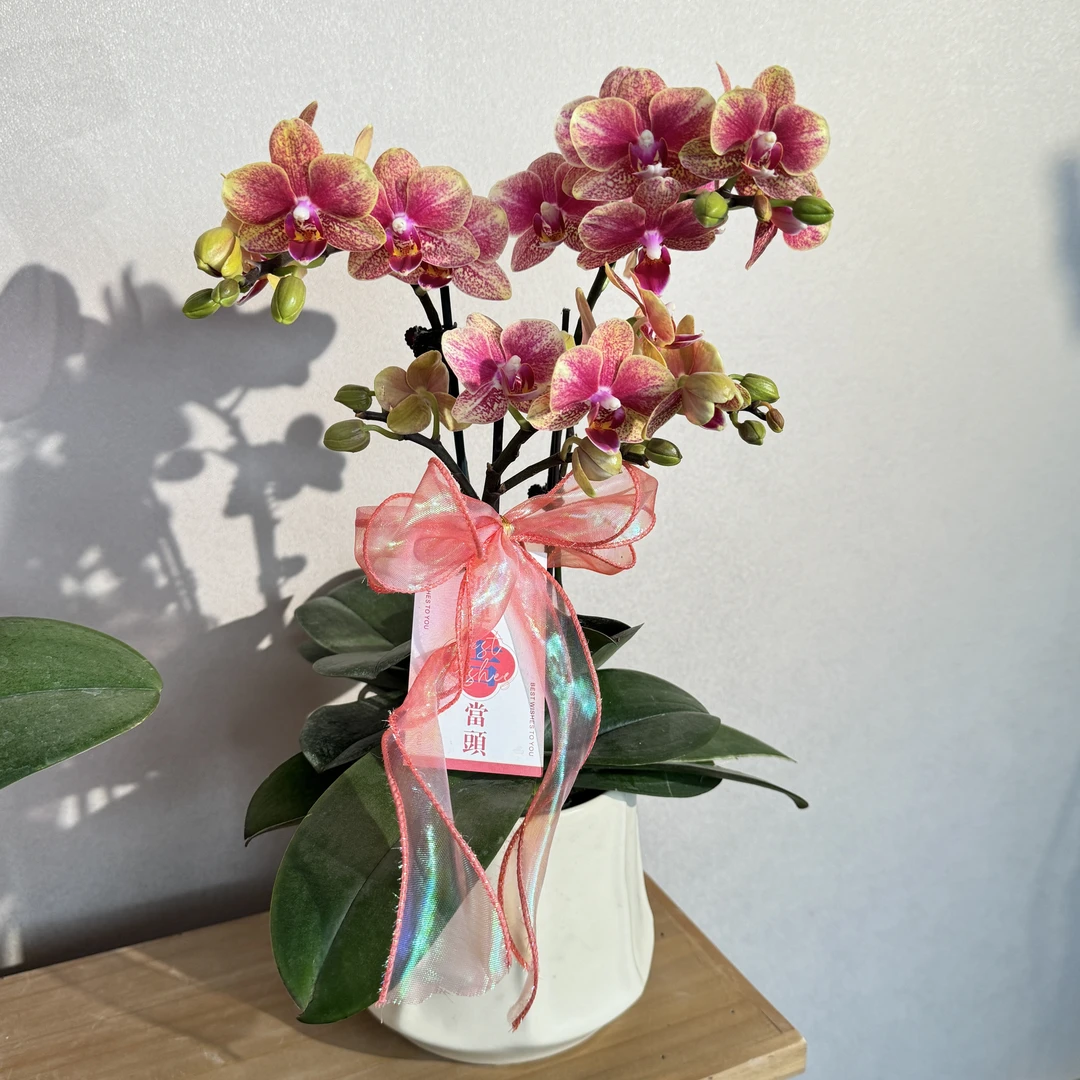 蝴蝶兰《金蝶》金红交织年宵爆款 好养耐养苗情优质 基地直发