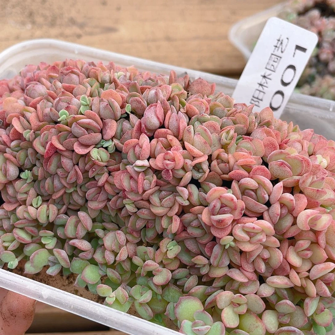 多肉植物多肉植物1