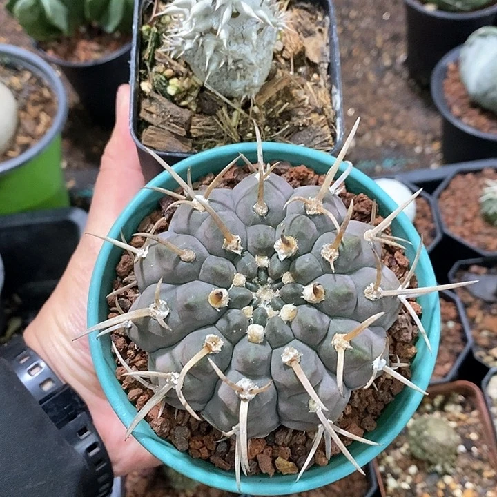 疯****间定孤品实生西八女王+三枪玉