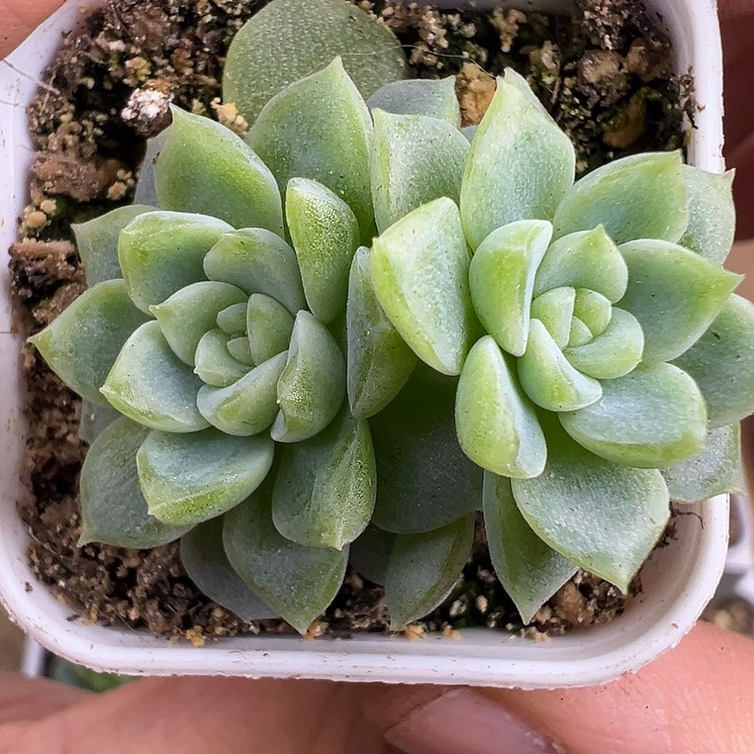 双头泼天财富密码。