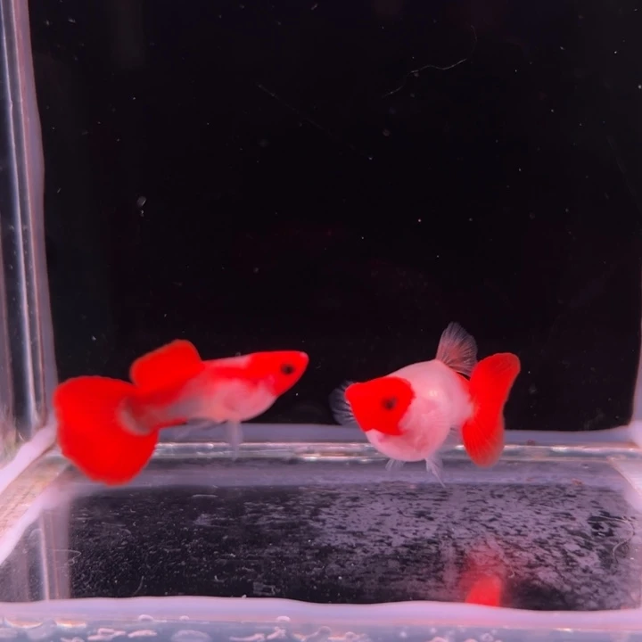 孔雀鱼黄化深海蓝玻璃猫种鱼1对
