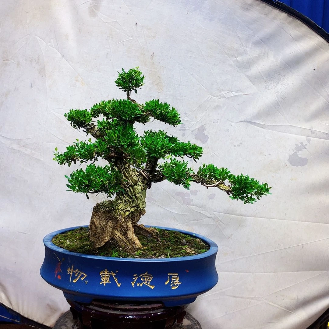 用***8无花朵黄杨盆景一物一拍