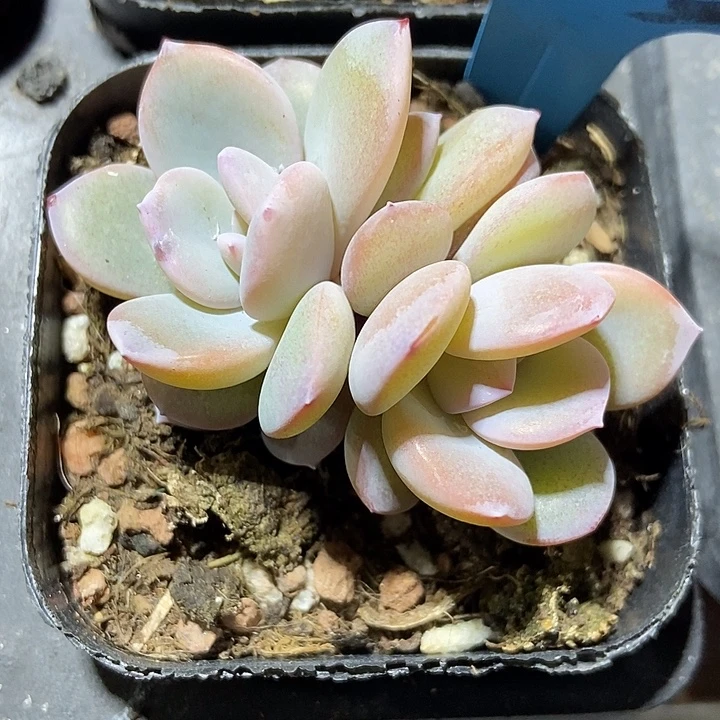 多肉植物韩版奶茶7363