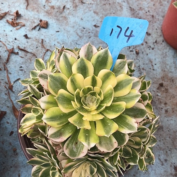 174 一颗海王法师多肉